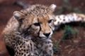 Baby cheetah Royalty Free Stock Photo