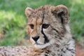 Baby Cheetah Cat Royalty Free Stock Photo