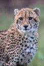 Baby Cheetah in Kruger National Park Royalty Free Stock Photo