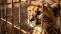 A baby cheetah is looking out of a cage Royalty Free Stock Photo