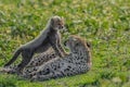 Baby Cheetah playing with its mother on grass