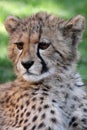 Baby Cheetah Portrait Royalty Free Stock Photo