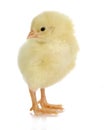 Baby chick Royalty Free Stock Photo