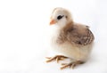 Baby Chick Royalty Free Stock Photo