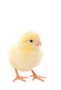 Baby Chick Royalty Free Stock Photo