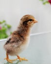 Baby Chick Royalty Free Stock Photo