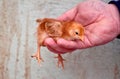 Baby Chick Being Held in Man's Hand