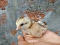 Baby chick on boy hand