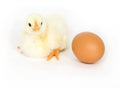 Baby chick and brown egg Royalty Free Stock Photo