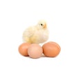 Baby chick and brown eggs Royalty Free Stock Photo