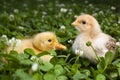 Baby Chick and duckling in clover Royalty Free Stock Photo