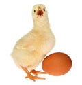 Baby Chick and Egg Royalty Free Stock Photo