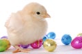 Baby Chick and Eggs