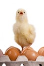 Baby chick on eggs in egg carton Royalty Free Stock Photo