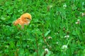 A baby chick in grass Royalty Free Stock Photo