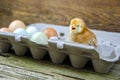 Baby chick in gray egg carton Royalty Free Stock Photo