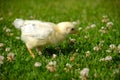 Baby chick on green grass Royalty Free Stock Photo