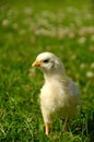 Baby chick on green grass Royalty Free Stock Photo