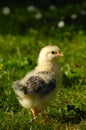 Baby chick on green grass Royalty Free Stock Photo