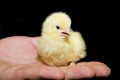 Baby chick held in man's hand