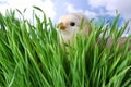 Baby Chick Hiding In Grass Royalty Free Stock Photo