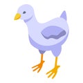 Baby chick icon isometric vector. Egg bird Royalty Free Stock Photo