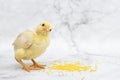 Baby chick, little hen, chicken eating millet Royalty Free Stock Photo