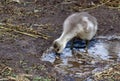 Baby chick in mud puddle Royalty Free Stock Photo