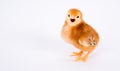 Baby Chick Newborn Farm Chicken Standing Rhode Island Red Royalty Free Stock Photo