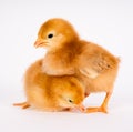 Baby Chick Newborn Farm Chickens Standing White Rhode Island Red Royalty Free Stock Photo