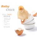 Baby chick sitting on stacked bowls Royalty Free Stock Photo