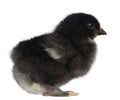 Baby chick standing in front of white background Royalty Free Stock Photo