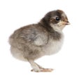 Baby chick standing in front of white background Royalty Free Stock Photo