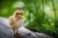 Baby chick standing in the grass Royalty Free Stock Photo