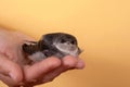 Baby chick swift in hand on a yellow background