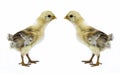 Baby chick Royalty Free Stock Photo