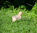 Baby chick walking in the grass Royalty Free Stock Photo