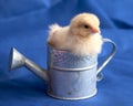 Baby Chick in Watering Can