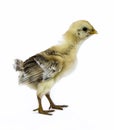 Baby chick Royalty Free Stock Photo