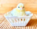 Baby chick Royalty Free Stock Photo