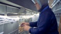 A baby chicken is being taken out of its cage, inspected by a worker and put back