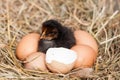 Baby chicken with broken eggshell and eggs in the straw nest Royalty Free Stock Photo