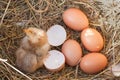 Baby chicken with broken eggshell and eggs in the straw nest Royalty Free Stock Photo