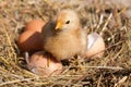 Baby chicken with broken eggshell and eggs in the straw nest Royalty Free Stock Photo