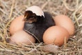 Baby chicken with broken eggshell and eggs in the straw nest Royalty Free Stock Photo