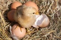 baby chicken with broken eggshell and eggs in the straw nest Royalty Free Stock Photo