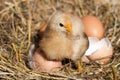 Baby chicken with broken eggshell and eggs in the straw nest Royalty Free Stock Photo