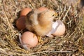 Baby chicken with broken eggshell and eggs in the straw nest Royalty Free Stock Photo