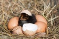 Baby chicken with broken eggshell and eggs in the straw nest Royalty Free Stock Photo