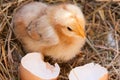 Baby chicken with broken eggshell in the straw nest Royalty Free Stock Photo